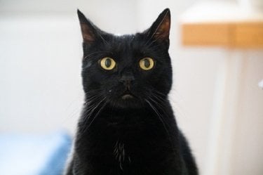カンテレの 銀座黒猫物語 は Iiiで4k Hdr制作 どんな映像になるのか期待 4kテレビlife